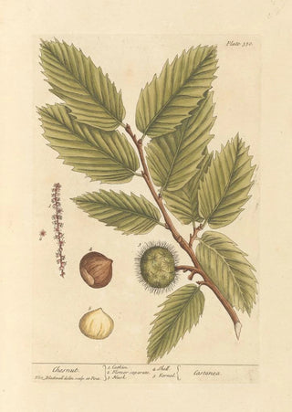 Elizabeth Blackwell - Chesnut.webp