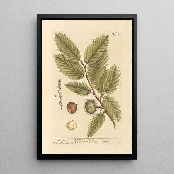 Castaña - Elizabeth Blackwell — cuadro enmarcado en la pared