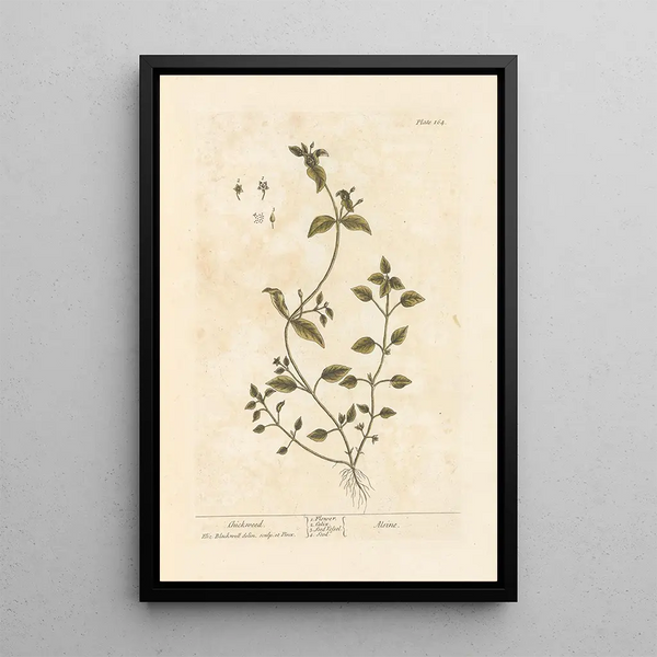Estelar - Elizabeth Blackwell — cuadro enmarcado en la pared