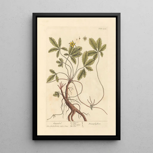 Potentille - Elizabeth Blackwell — framed artwork on a wall