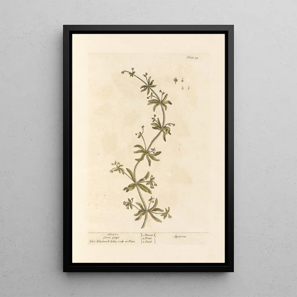 Gaillet gratteron - Elizabeth Blackwell — framed artwork on a wall