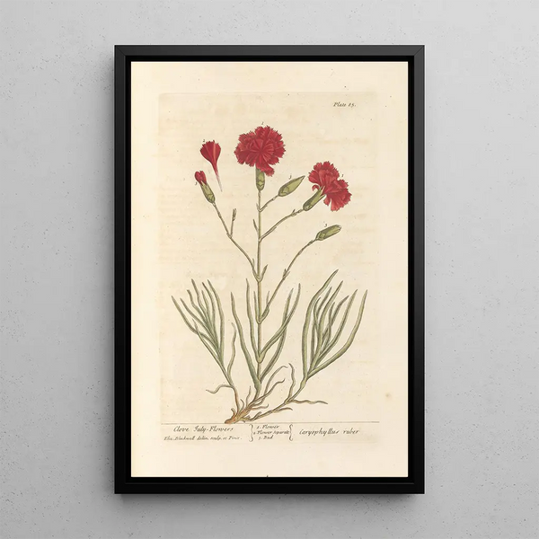 Carnation Clove - Elizabeth Blackwell — framed artwork on a wall