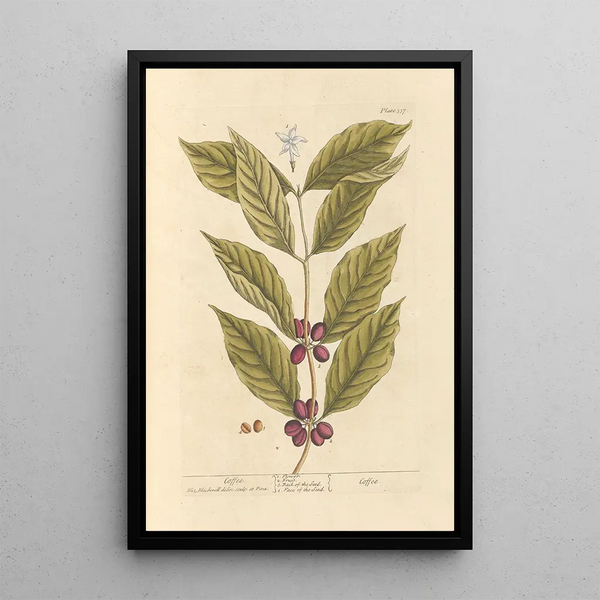Café - Elizabeth Blackwell — framed artwork on a wall