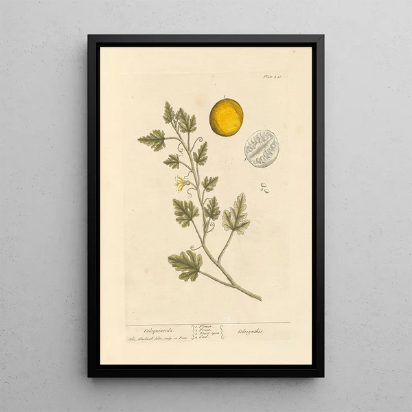 Coloquinte - Elizabeth Blackwell — framed artwork on a wall