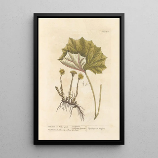 Elizabeth Blackwell - Coltsfoot or folesfoot.webp