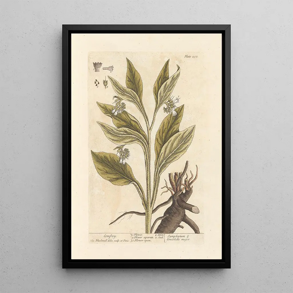 Consoude - Elizabeth Blackwell — framed artwork on a wall