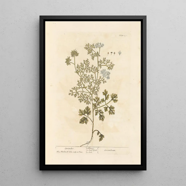 Coriandre - Elizabeth Blackwell — framed artwork on a wall