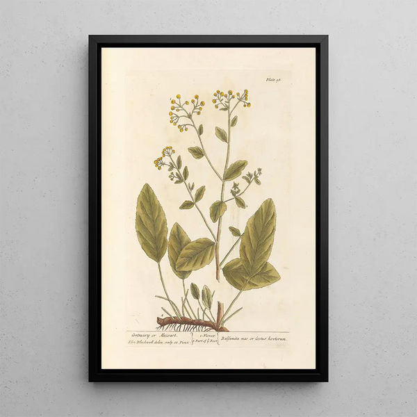 Herbe Sainte ou Costus - Elizabeth Blackwell — framed artwork on a wall