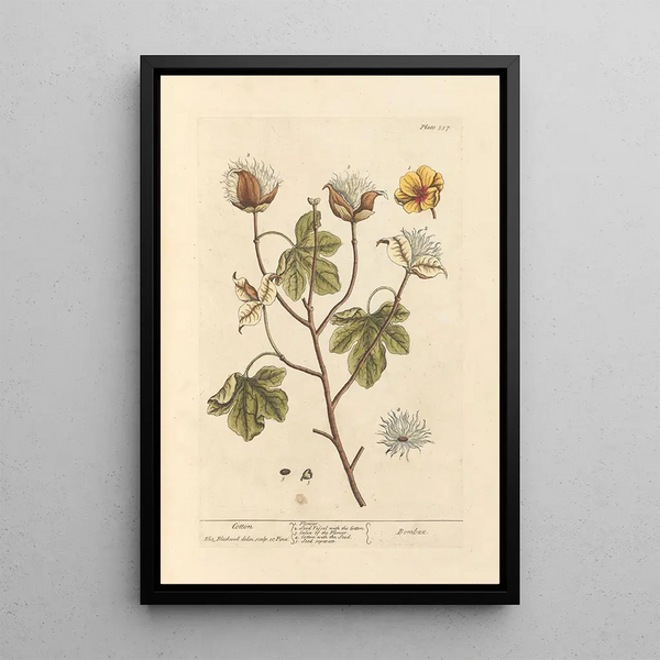 Cotton Painting - Elizabeth Blackwell — framed artwork on a wall