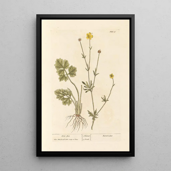 Pied de Corne - Elizabeth Blackwell — framed artwork on a wall