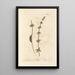 Cruz de Tierra - Elizabeth Blackwell — cuadro enmarcado en la pared