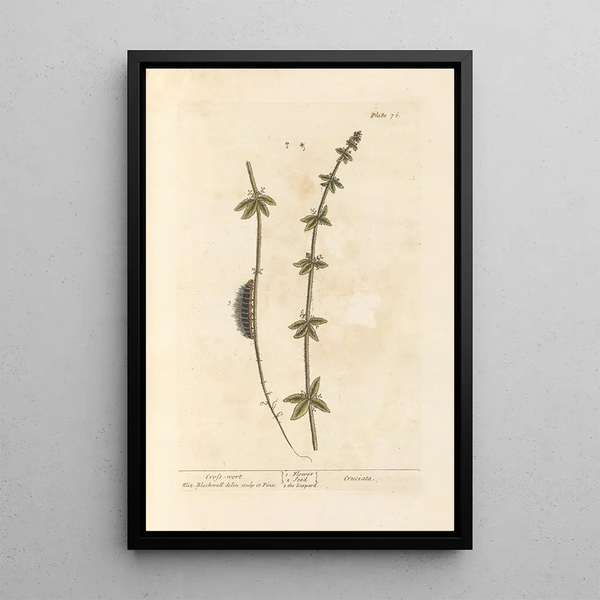 Croix de Terre - Elizabeth Blackwell — framed artwork on a wall