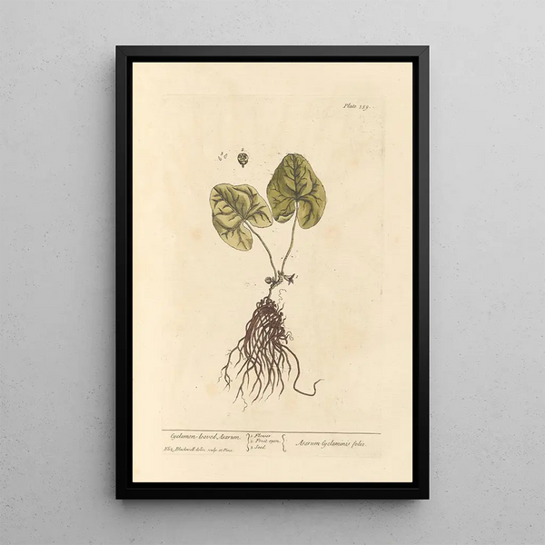 Asaret with Cyclamen Leaves - Elizabeth Blackwell — framed artwork on a wall
