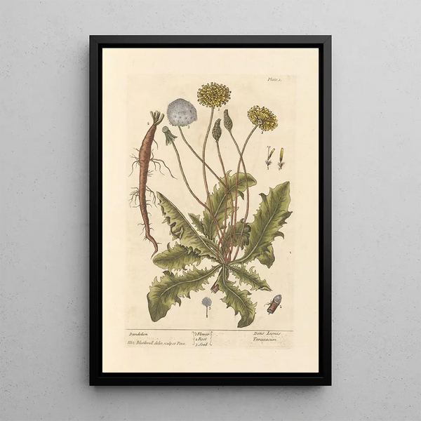Dandelion - Elizabeth Blackwell — framed artwork on a wall
