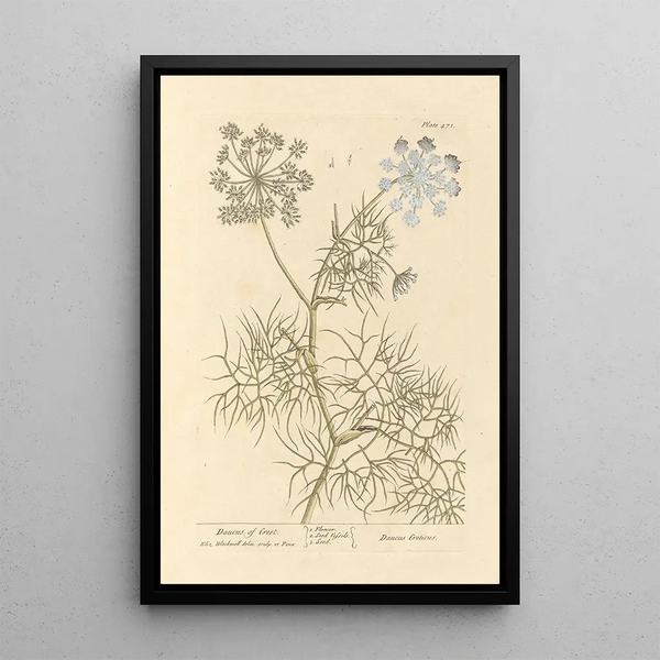 Carrot of Crete - Elizabeth Blackwell — framed artwork on a wall