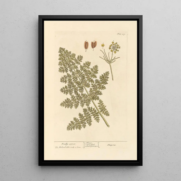 Carotte Mortelle - Elizabeth Blackwell — framed artwork on a wall