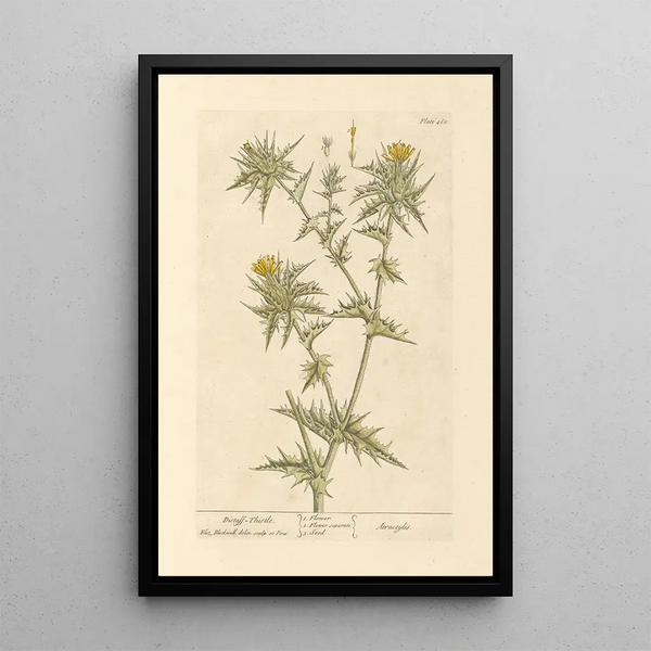 Heather with Spindle - Elizabeth Blackwell — framed artwork on a wall