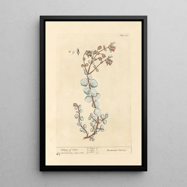 Crète Dictame - Elizabeth Blackwell — framed artwork on a wall