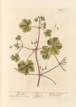 Elizabeth Blackwell - Doves foot Cranes bill.webp