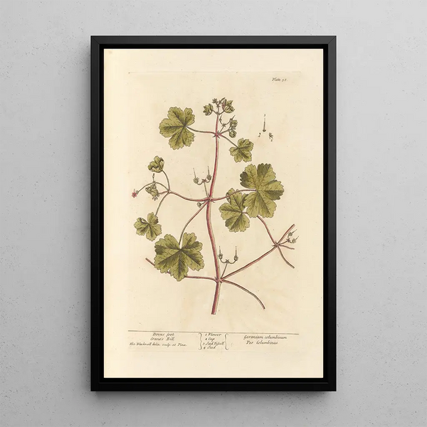 Bec-de-Grue Pied-de-Pigeon - Elizabeth Blackwell — framed artwork on a wall