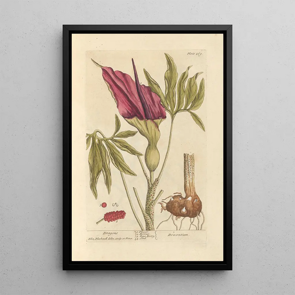 Dragons - Elizabeth Blackwell — framed artwork on a wall