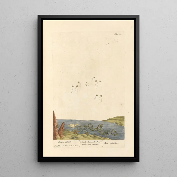 Water Lens Painting - Elizabeth Blackwell — framed artwork on a wall