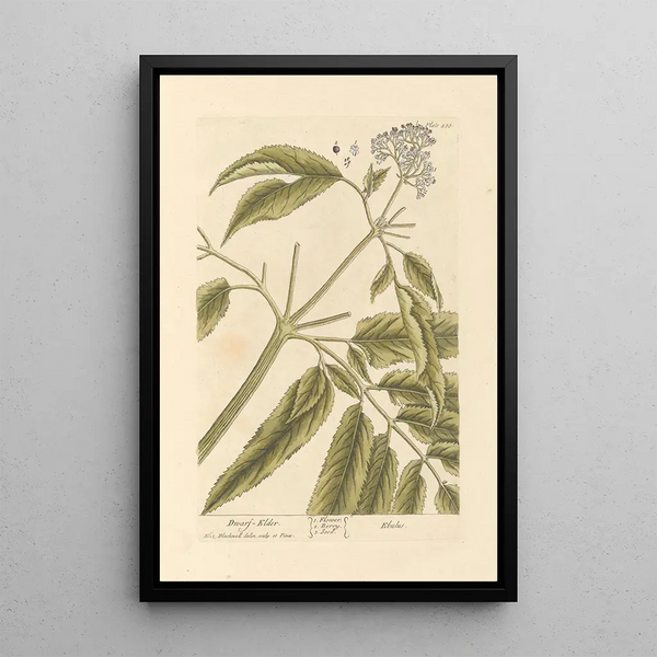 Elderberry Dwarf - Elizabeth Blackwell — framed artwork on a wall