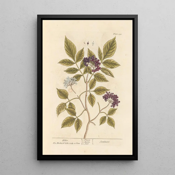 Saúco - Elizabeth Blackwell — cuadro enmarcado en la pared