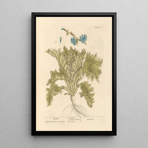 Endive - Elizabeth Blackwell — cuadro enmarcado en la pared