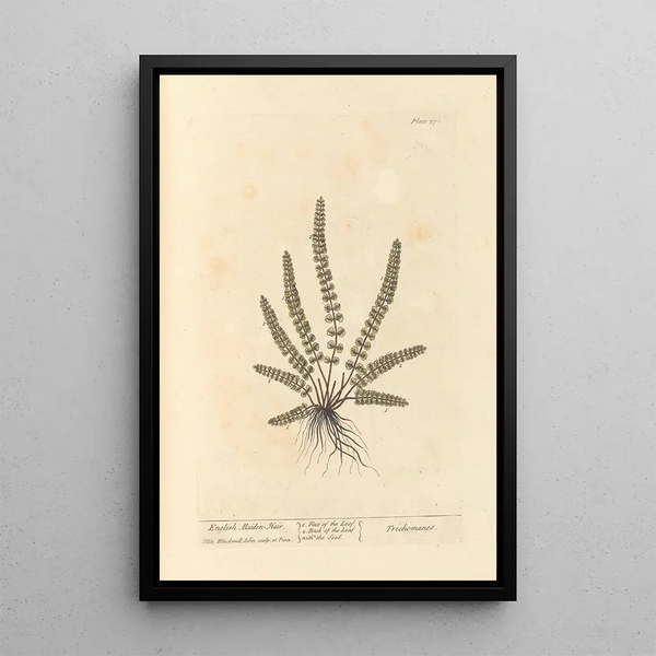 Capillaire de Montpellier - Elizabeth Blackwell — cuadro enmarcado en la pared