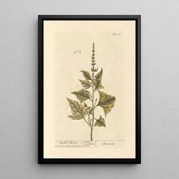 Mercuriale Anglaise - Elizabeth Blackwell — cuadro enmarcado en la pared