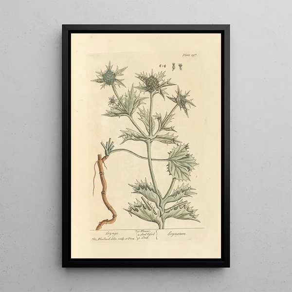 Panicaut - Elizabeth Blackwell — cuadro enmarcado en la pared