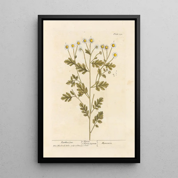Fougère a Plumas - Elizabeth Blackwell — cuadro enmarcado en la pared