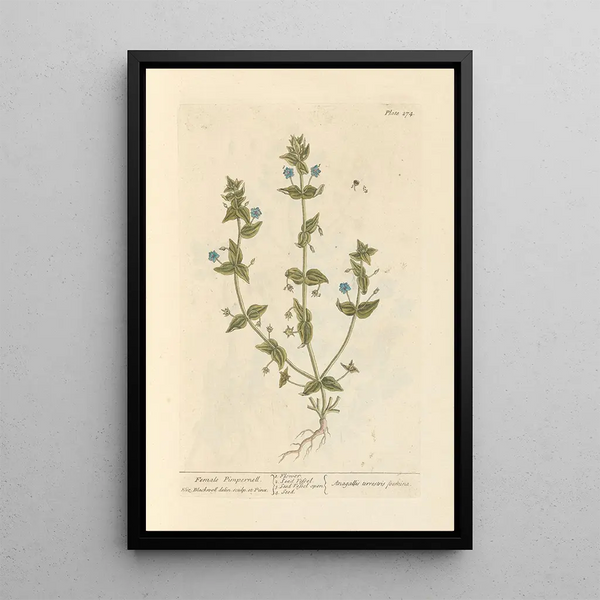 Pimprenelle hembra - Elizabeth Blackwell — cuadro enmarcado en la pared