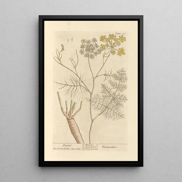 Fenouil - Elizabeth Blackwell — cuadro enmarcado en la pared