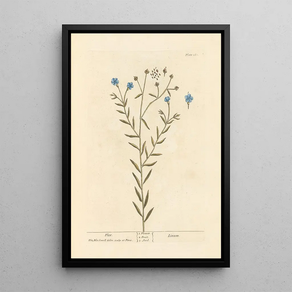 Lin - Elizabeth Blackwell — cuadro enmarcado en la pared
