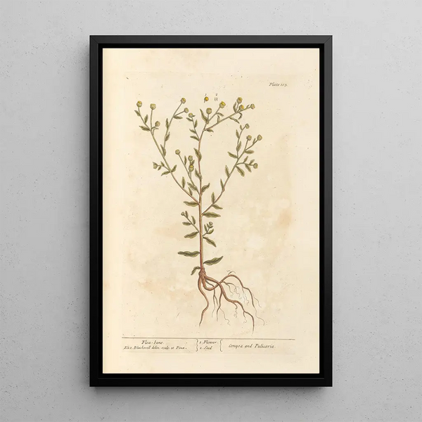 Pulicaire - Elizabeth Blackwell — cuadro enmarcado en la pared