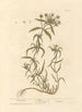 Psyllium - Elizabeth Blackwell — vista de la obra