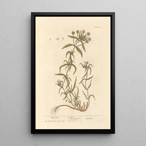 Psyllium - Elizabeth Blackwell — cuadro enmarcado en la pared