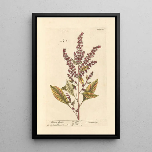 Flor suave - Elizabeth Blackwell — cuadro enmarcado en la pared