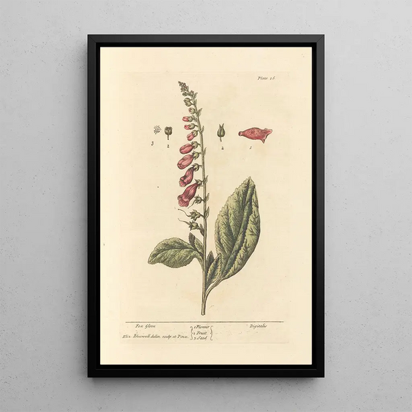 digital púrpura - Elizabeth Blackwell — cuadro enmarcado en la pared
