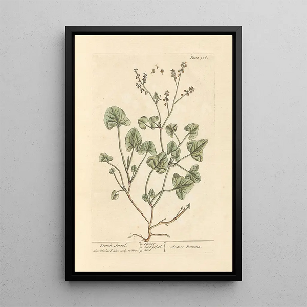 Oseille de Francia - Elizabeth Blackwell — cuadro enmarcado en la pared