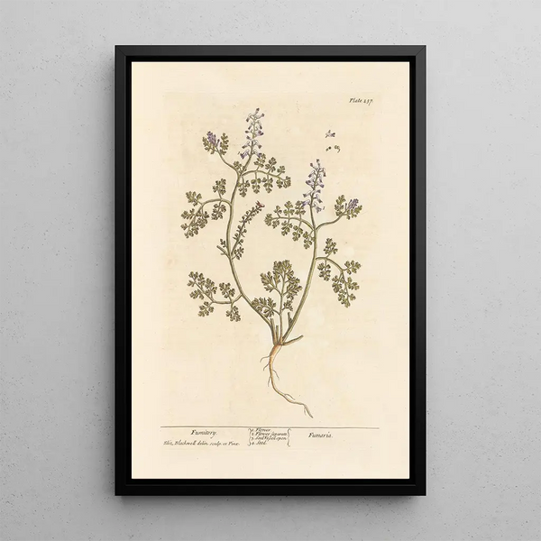 Fumeterre - Elizabeth Blackwell — cuadro enmarcado en la pared