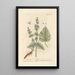 de Salvia sclarea - Elizabeth Blackwell — cuadro enmarcado en la pared