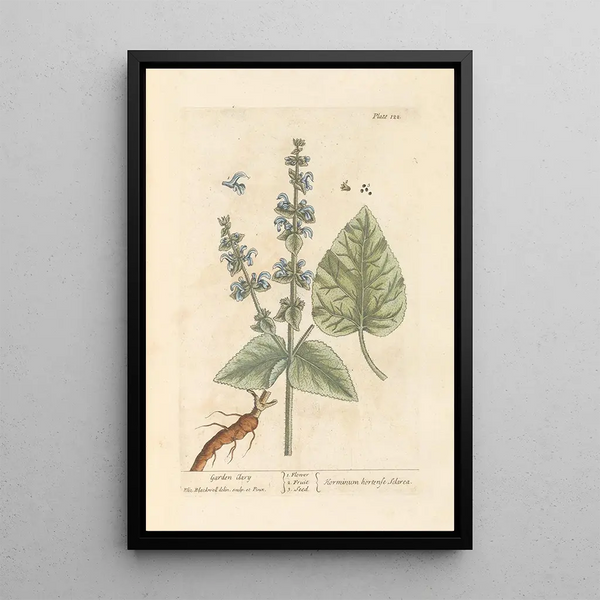 de Salvia sclarea - Elizabeth Blackwell — cuadro enmarcado en la pared