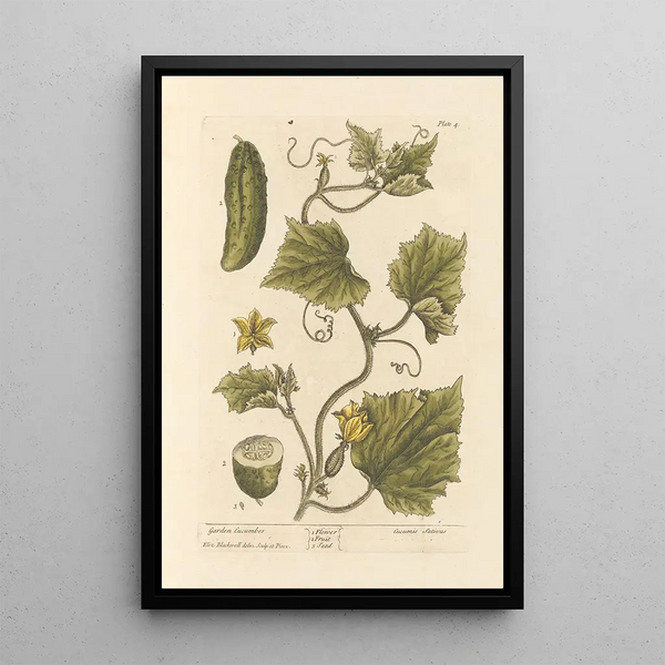 Pepino de jardín - Elizabeth Blackwell — cuadro enmarcado en la pared