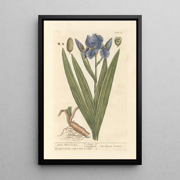 Iris de jardín - Elizabeth Blackwell — cuadro enmarcado en la pared