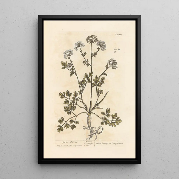 Persil de jardín - Elizabeth Blackwell — cuadro enmarcado en la pared