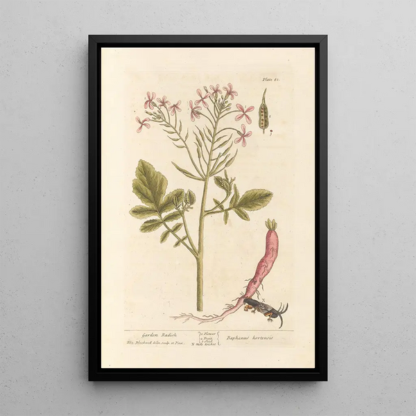 Rábanos de jardín - Elizabeth Blackwell — cuadro enmarcado en la pared