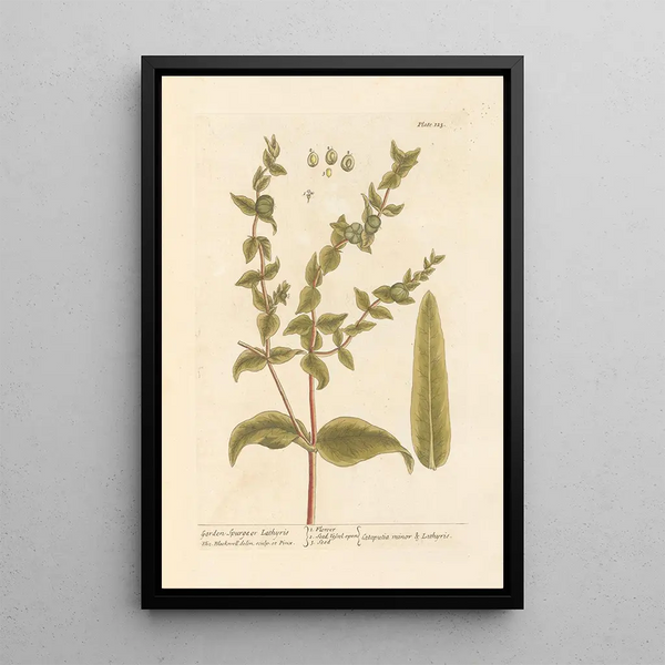 Euphorbe de jardín - Elizabeth Blackwell — cuadro enmarcado en la pared